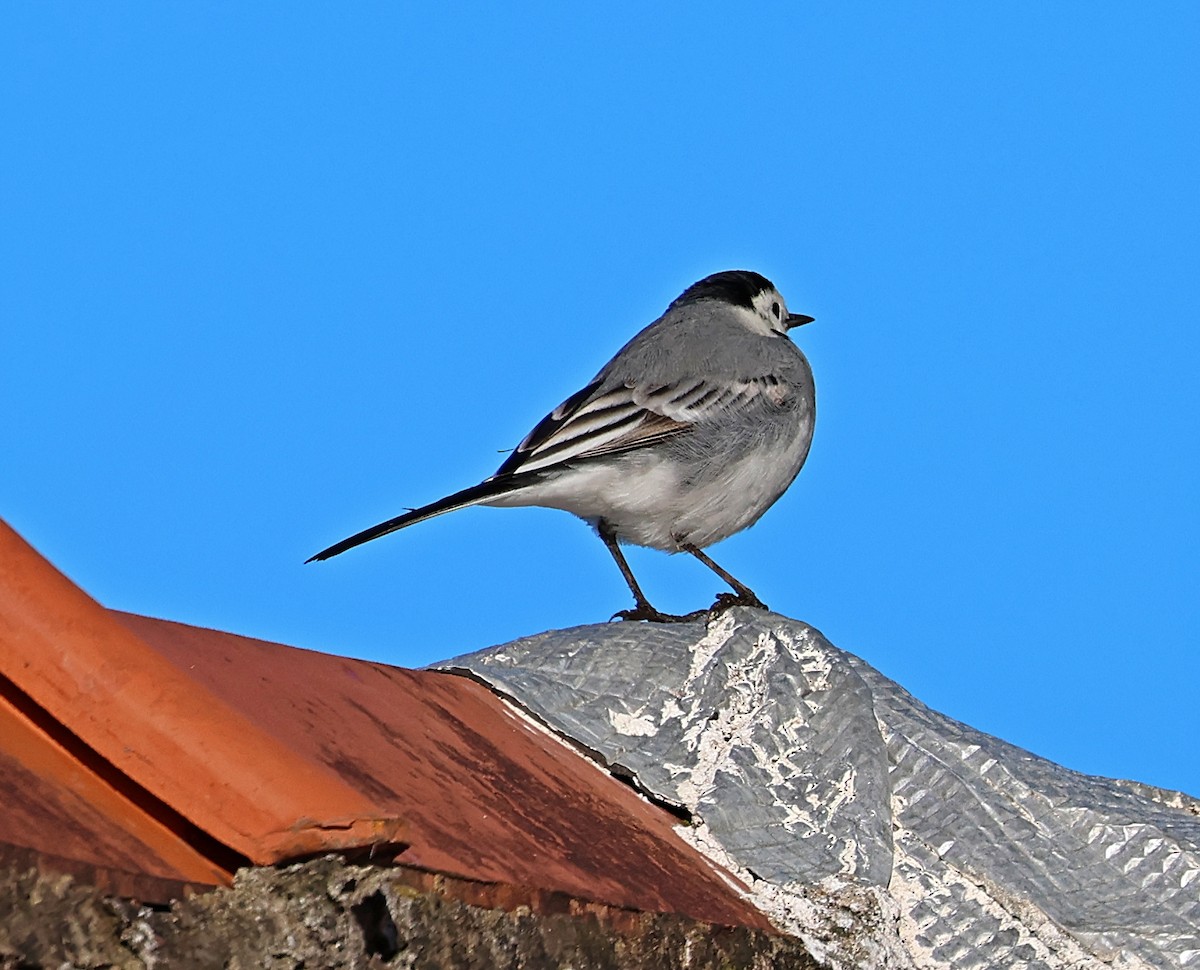 נחליאלי לבן - ML647716350
