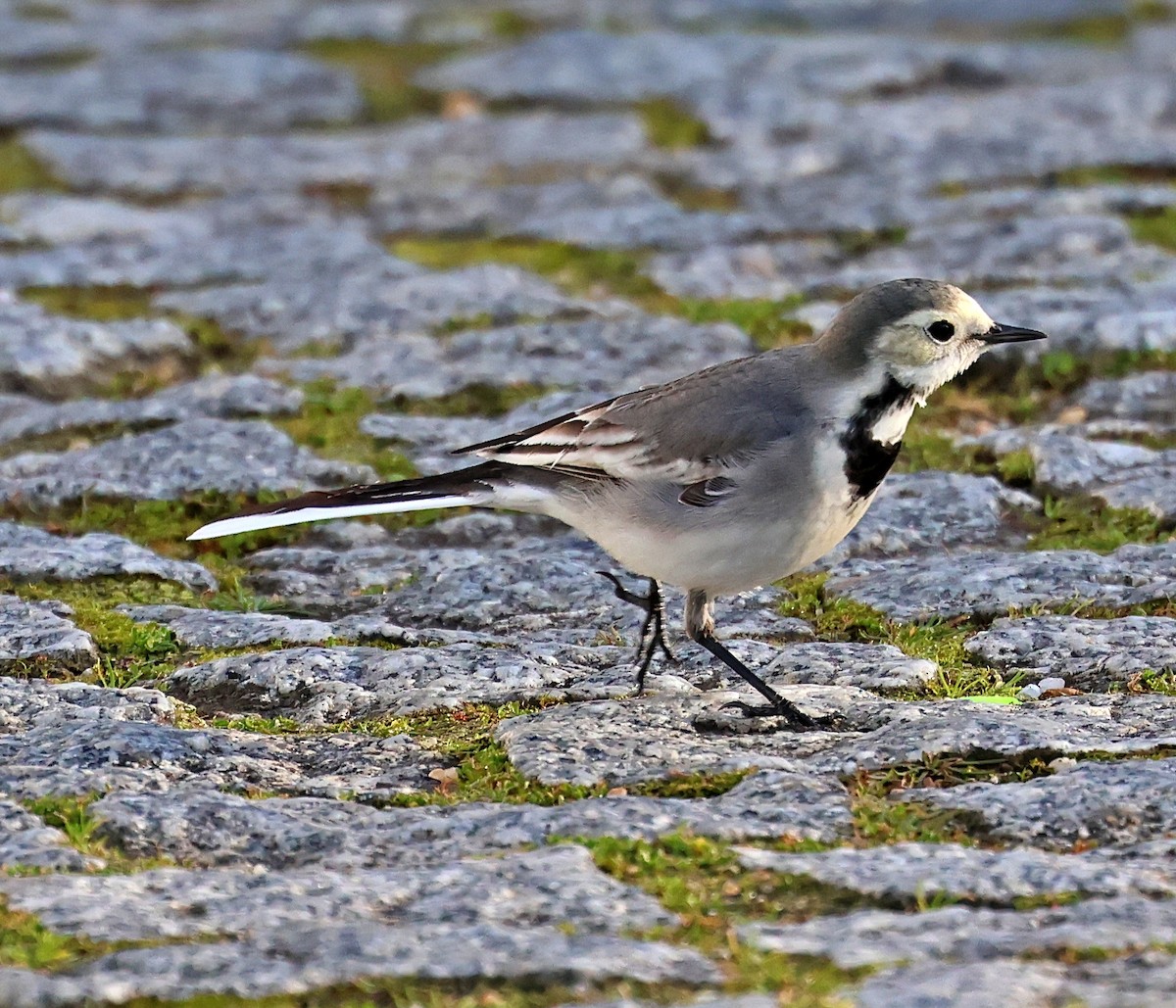 נחליאלי לבן - ML647716351