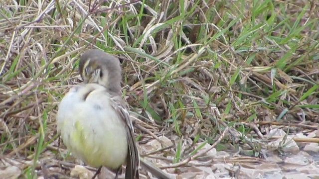 נחליאלי בלתי-מזוהה - ML647716353