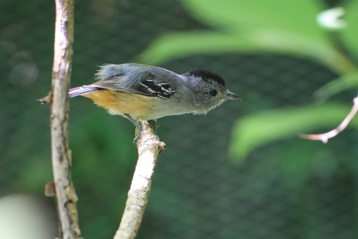Variable Antshrike - ML647716357