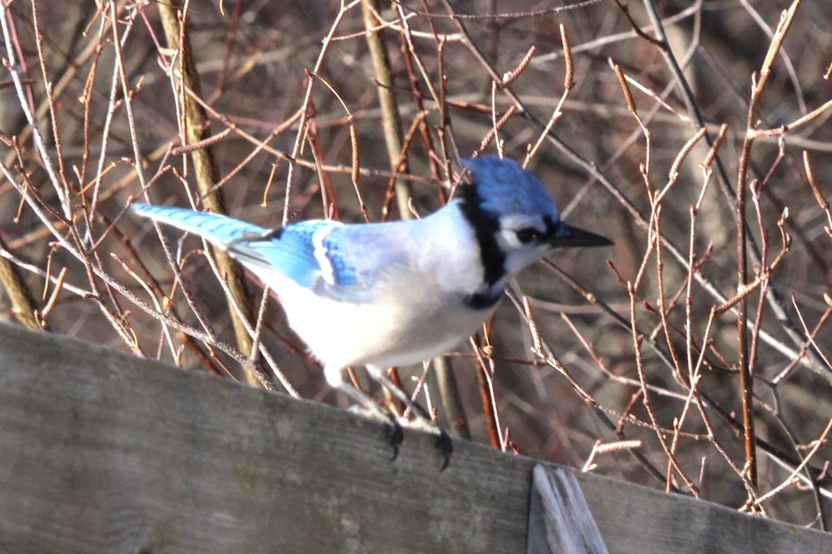 Blue Jay - ML647716378