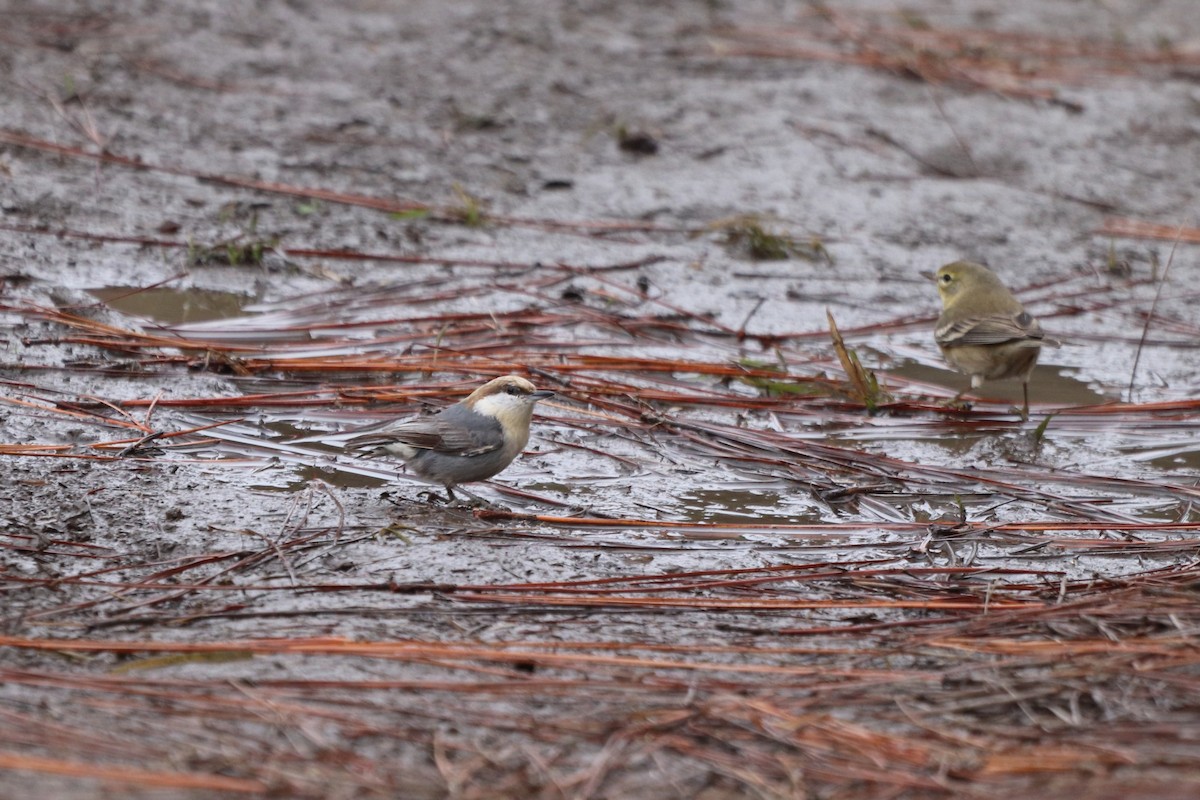 Sittelle à tête brune - ML647716416