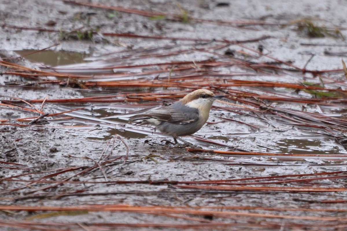 Sittelle à tête brune - ML647716417