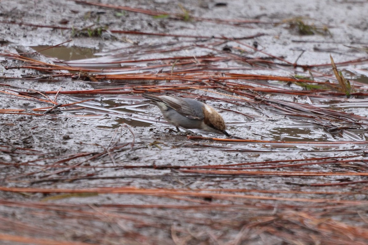 Sittelle à tête brune - ML647716418