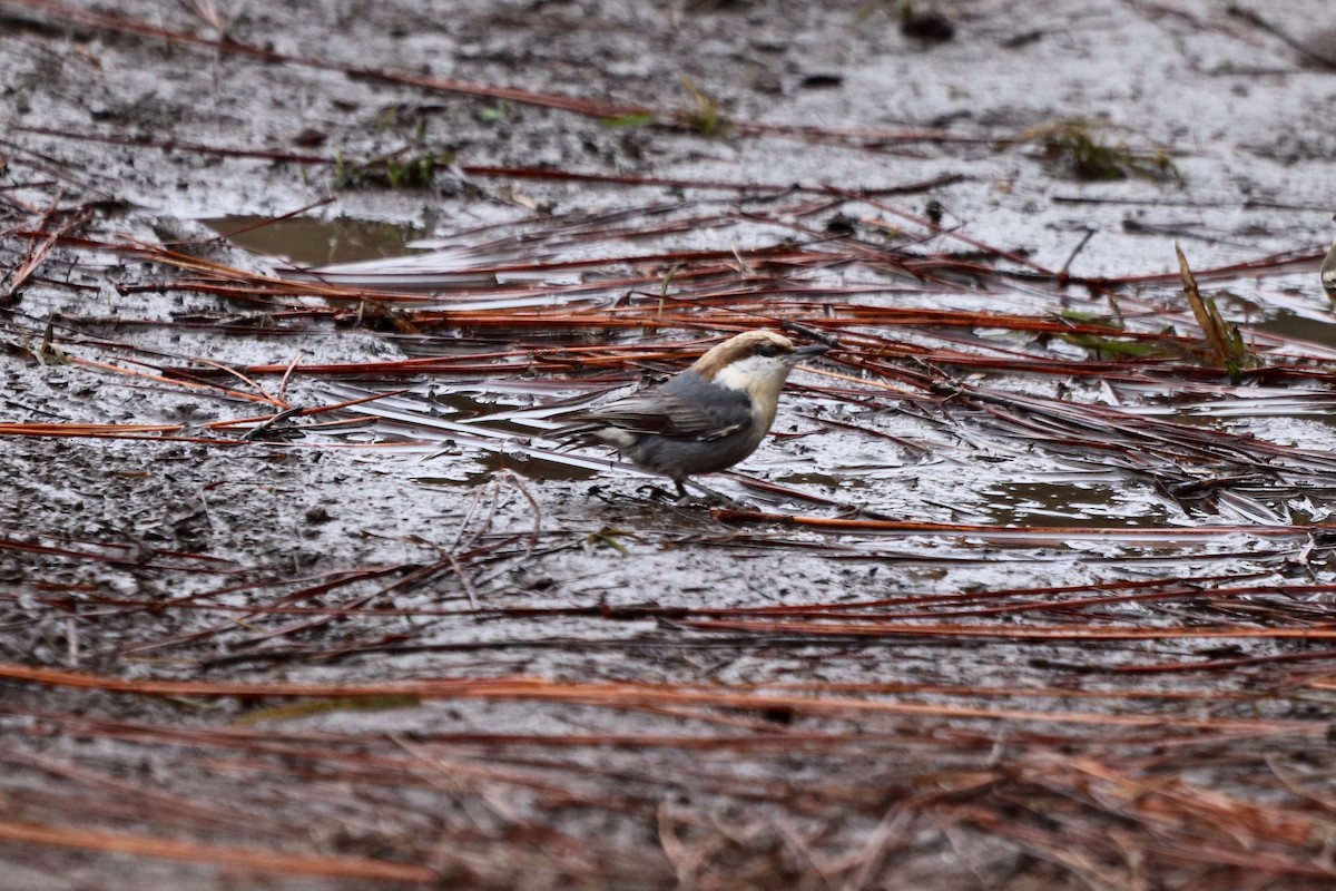 Sittelle à tête brune - ML647716419