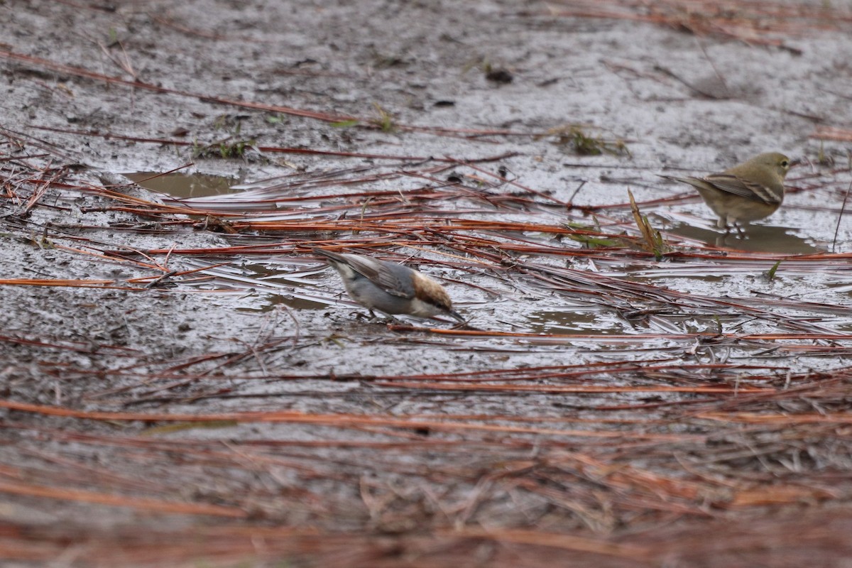 Sittelle à tête brune - ML647716420