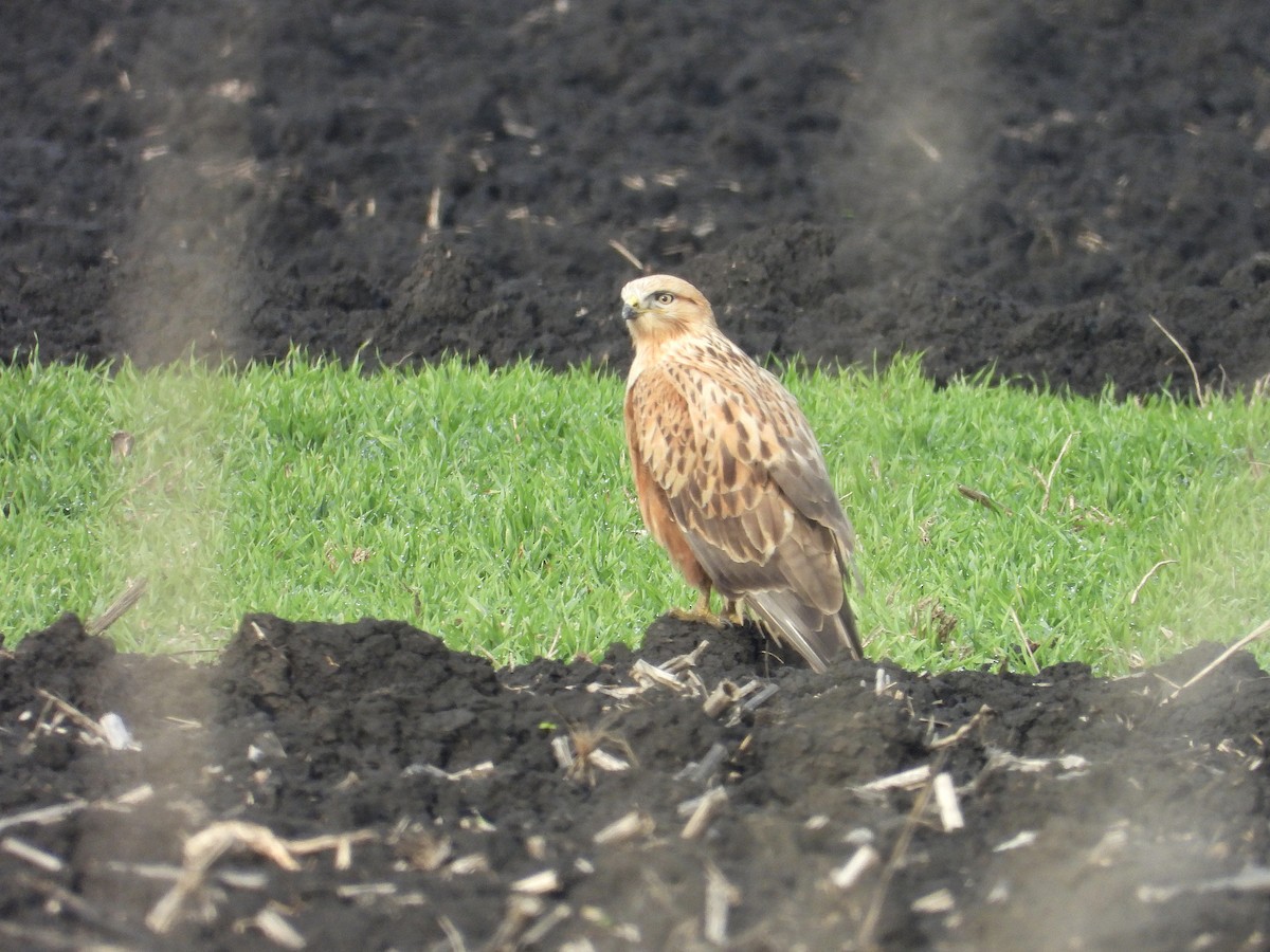 Long-legged Buzzard - ML647716436
