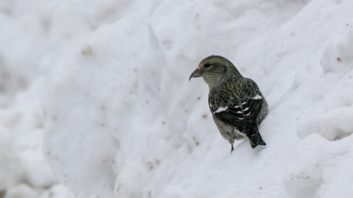 båndkorsnebb - ML647716439