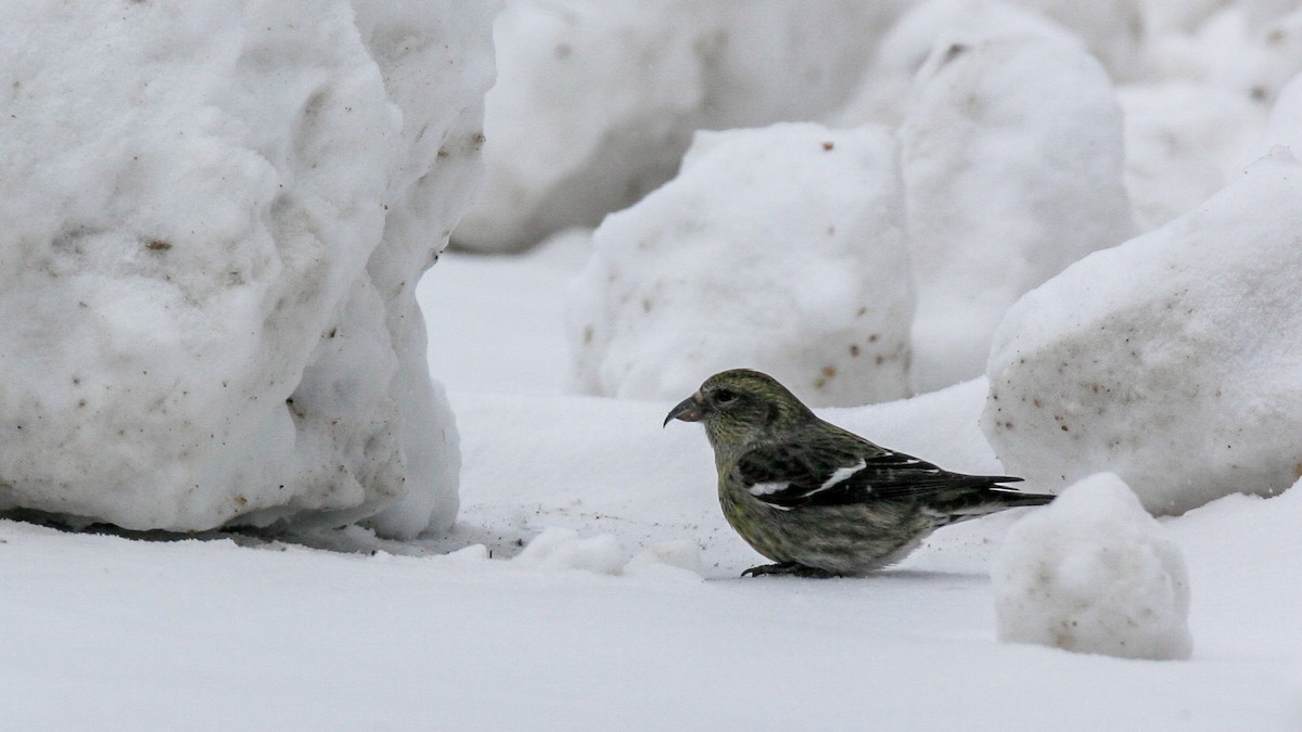 båndkorsnebb - ML647716441