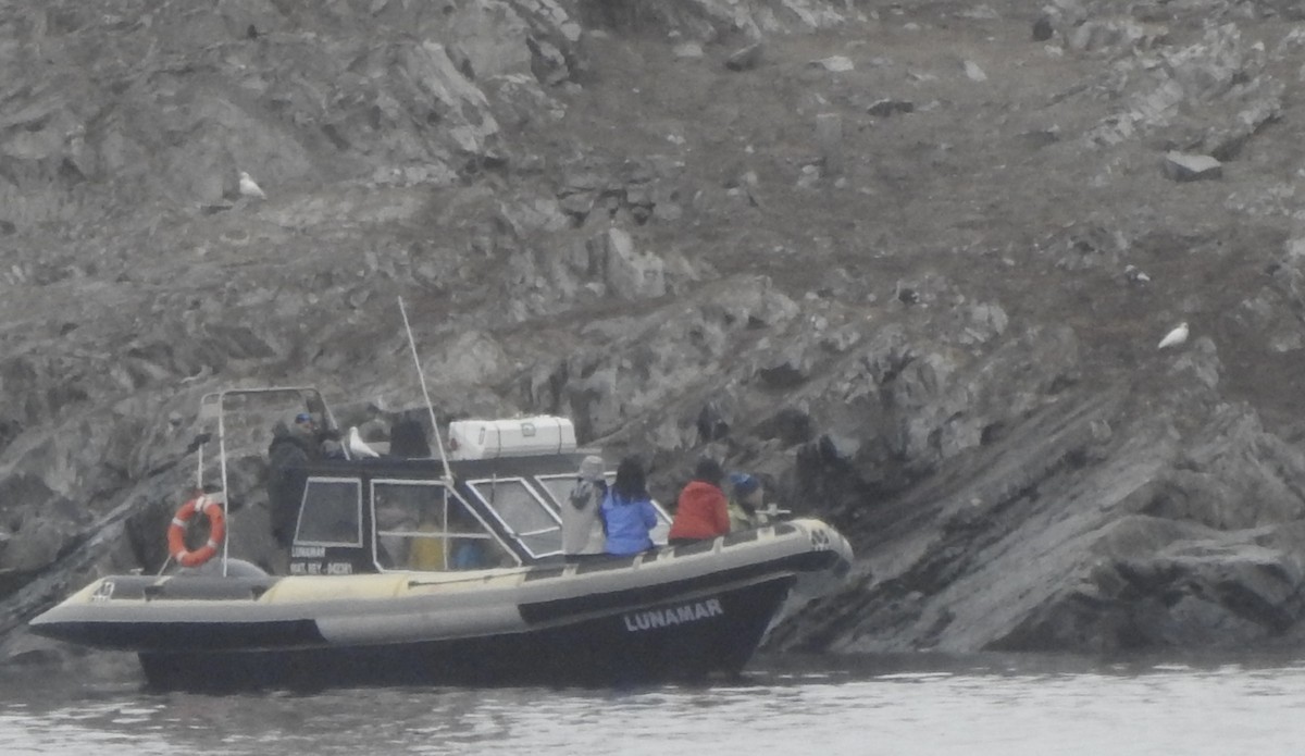 Snowy Sheathbill - ML647716448