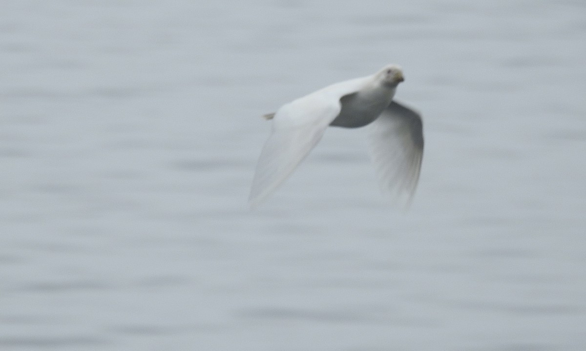 Snowy Sheathbill - ML647716450