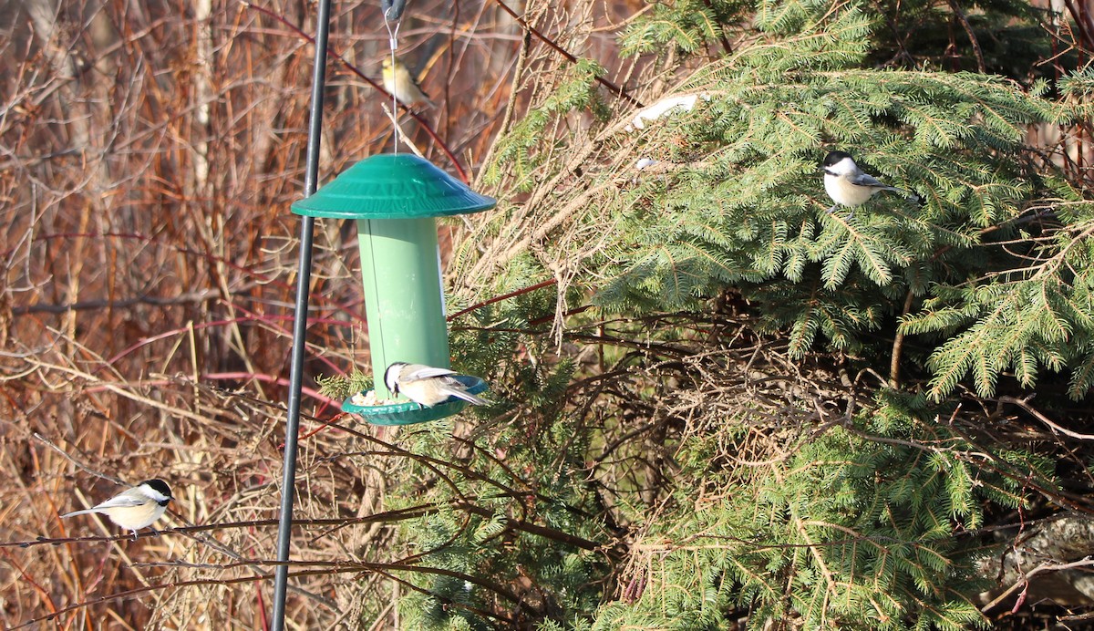Black-capped Chickadee - ML647716460
