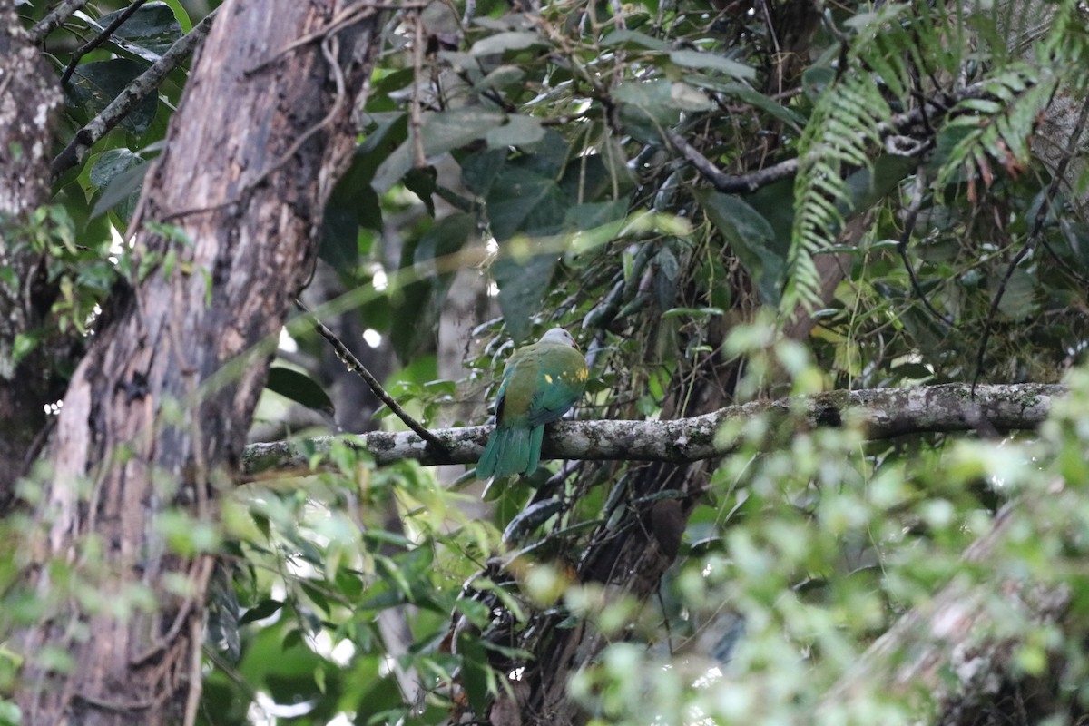 Wompoo Fruit-Dove - ML647716467