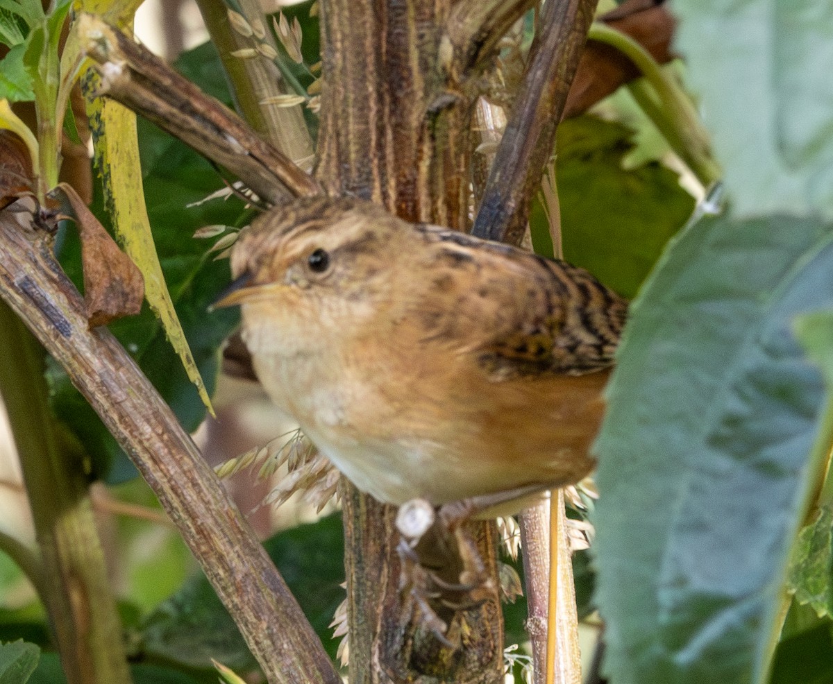 Овад річковий - ML647716480