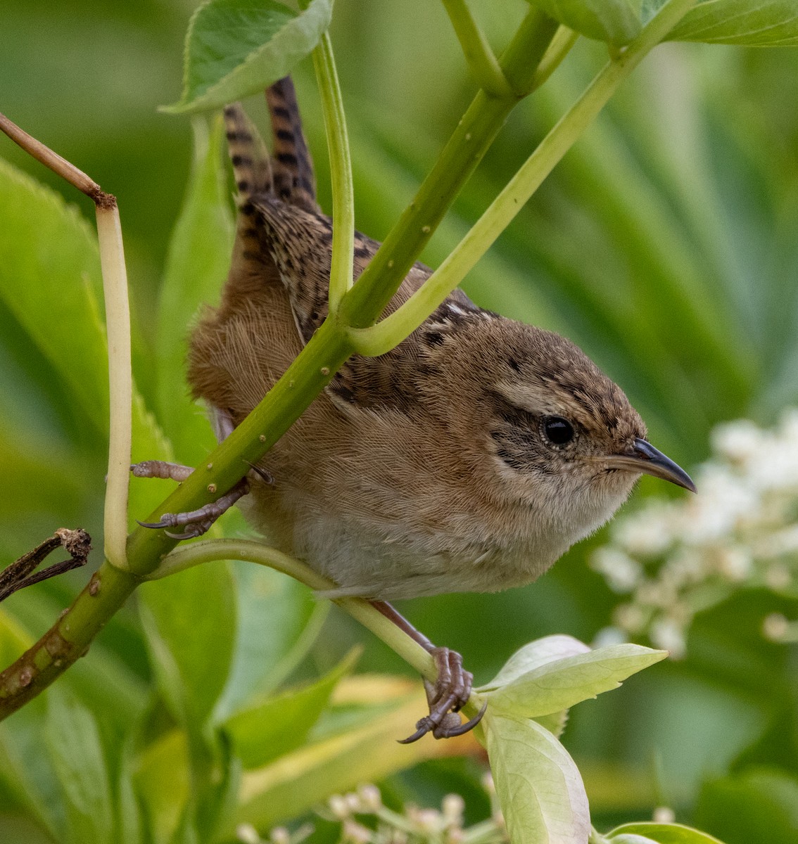 Овад річковий - ML647716481