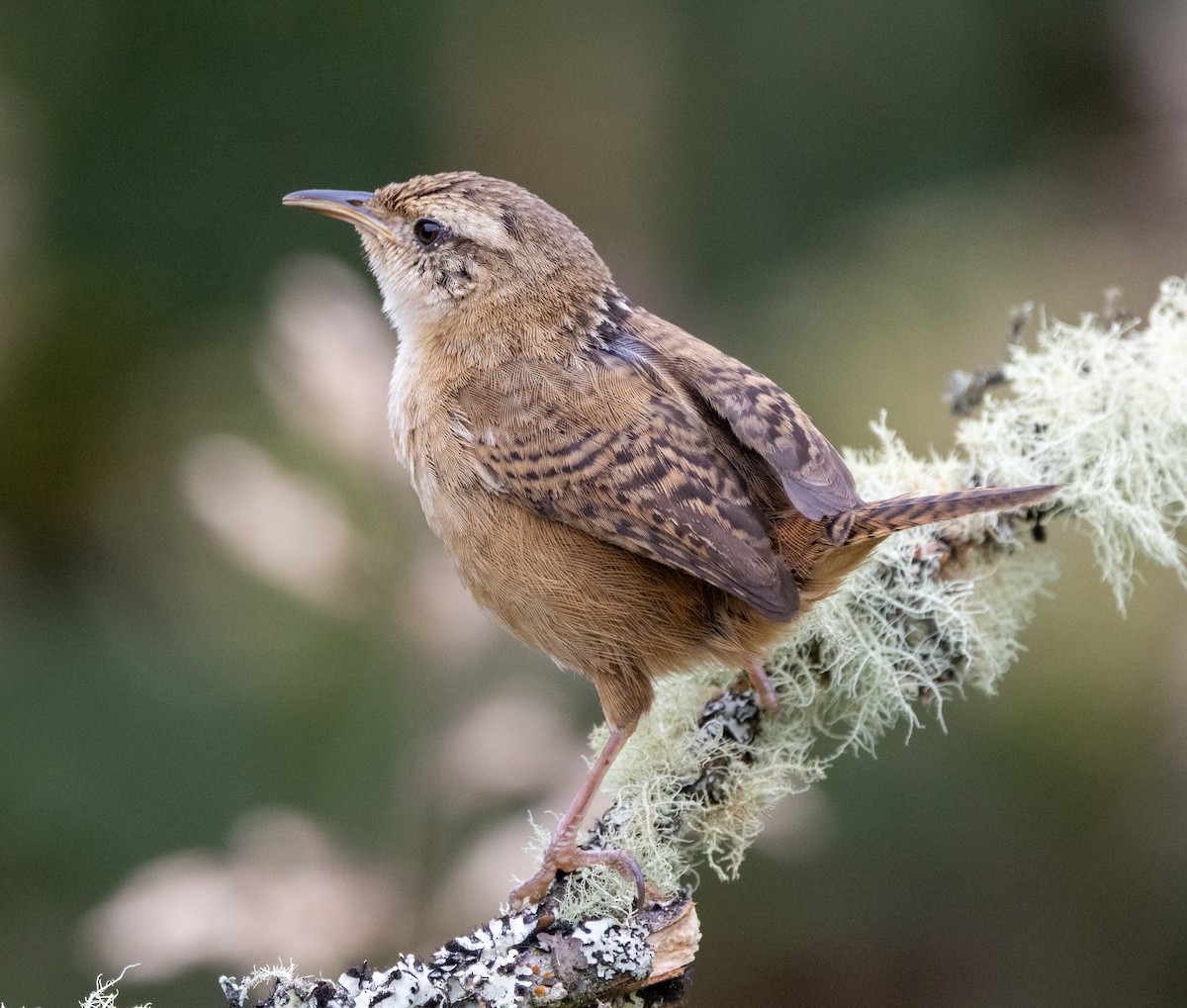 Овад річковий - ML647716482