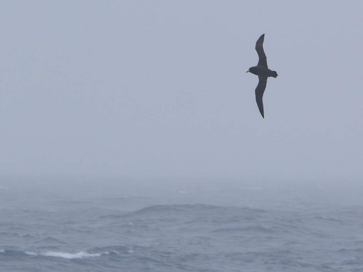 Beyaz Gıdılı Yelkovan - ML647716484