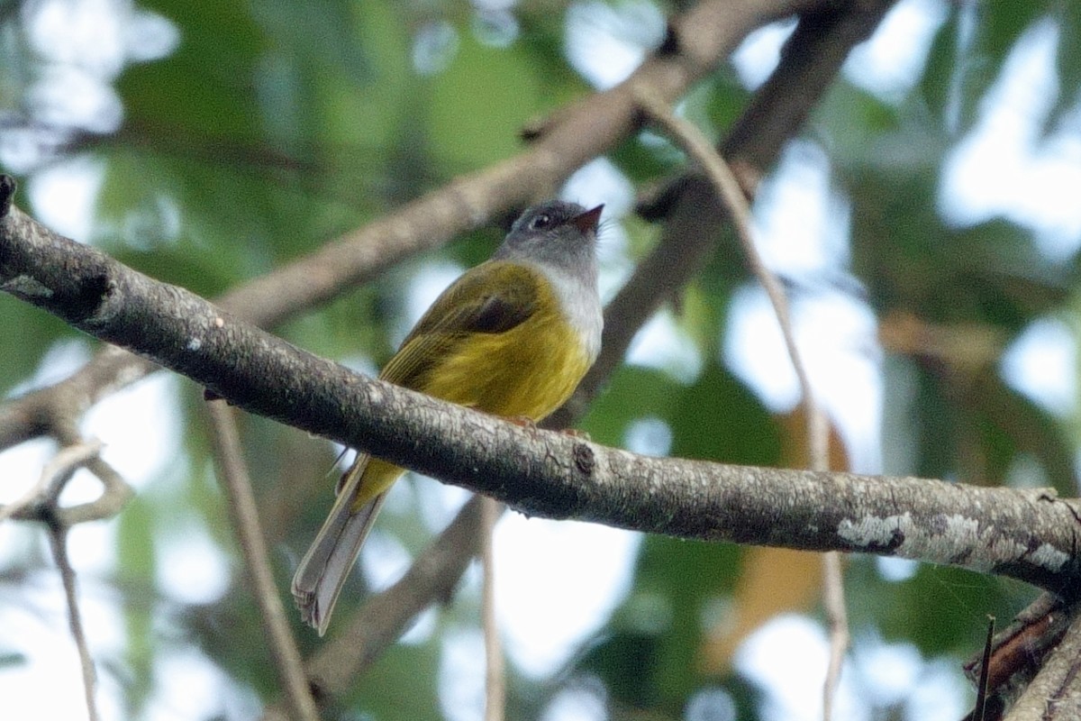 Gray-headed Canary-Flycatcher - ML647716489