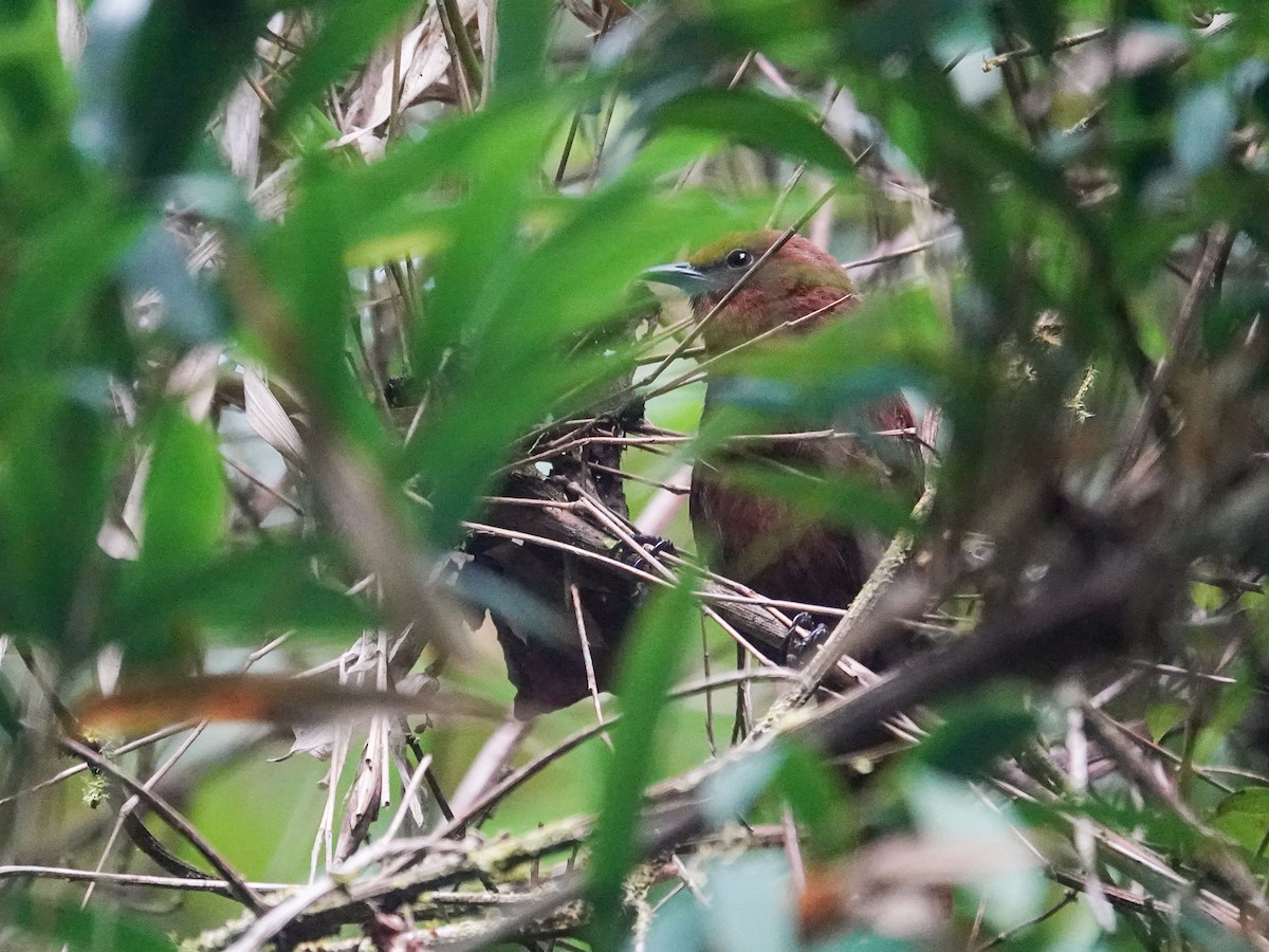 Rufous Wren - ML647716493