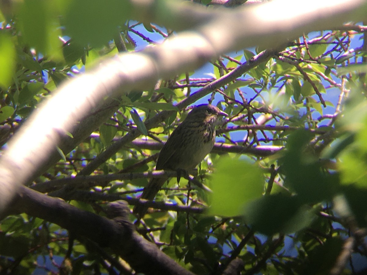 Lincoln's Sparrow - ML647716518