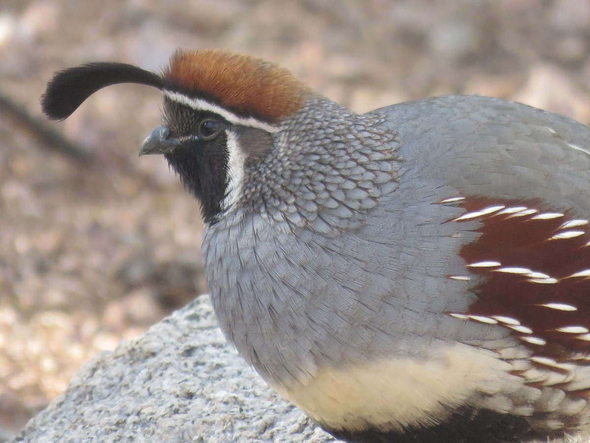 Gambel's Quail - ML647716589