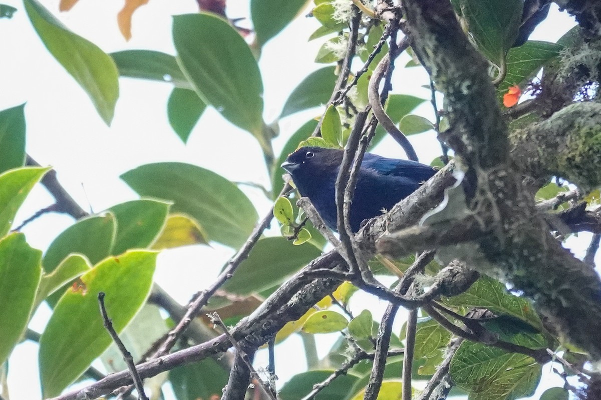 Golden-crowned Tanager - ML647716628