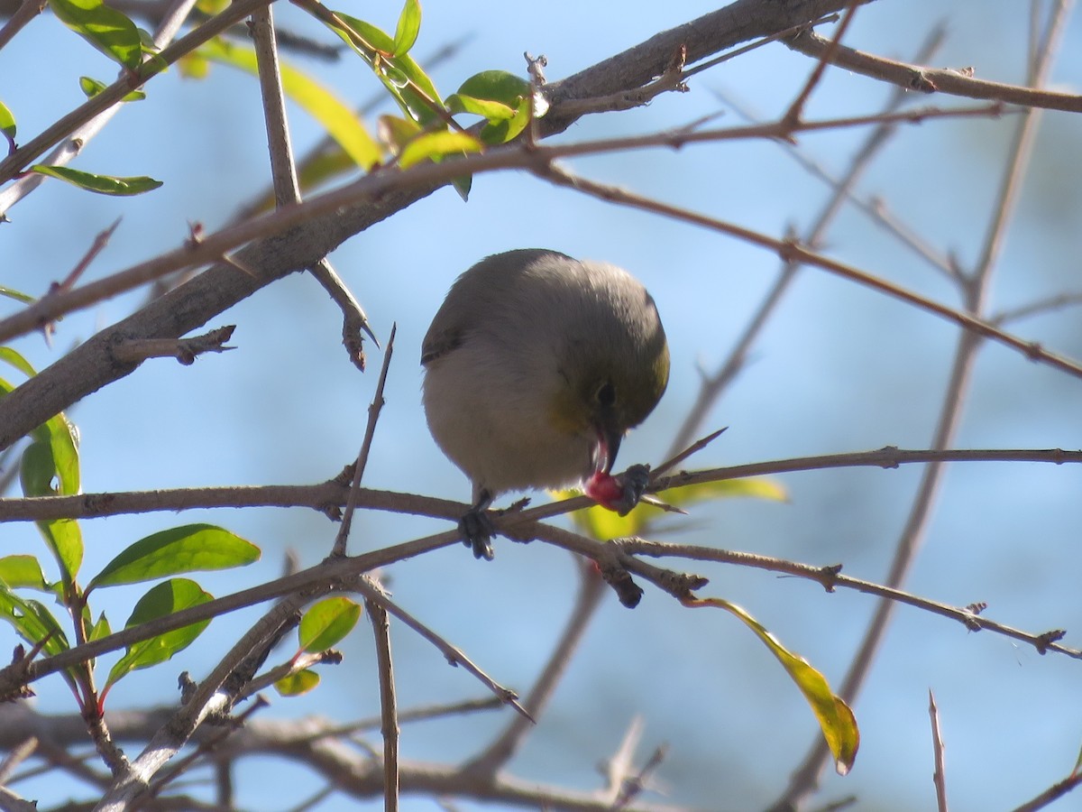 Verdin - ML647716645