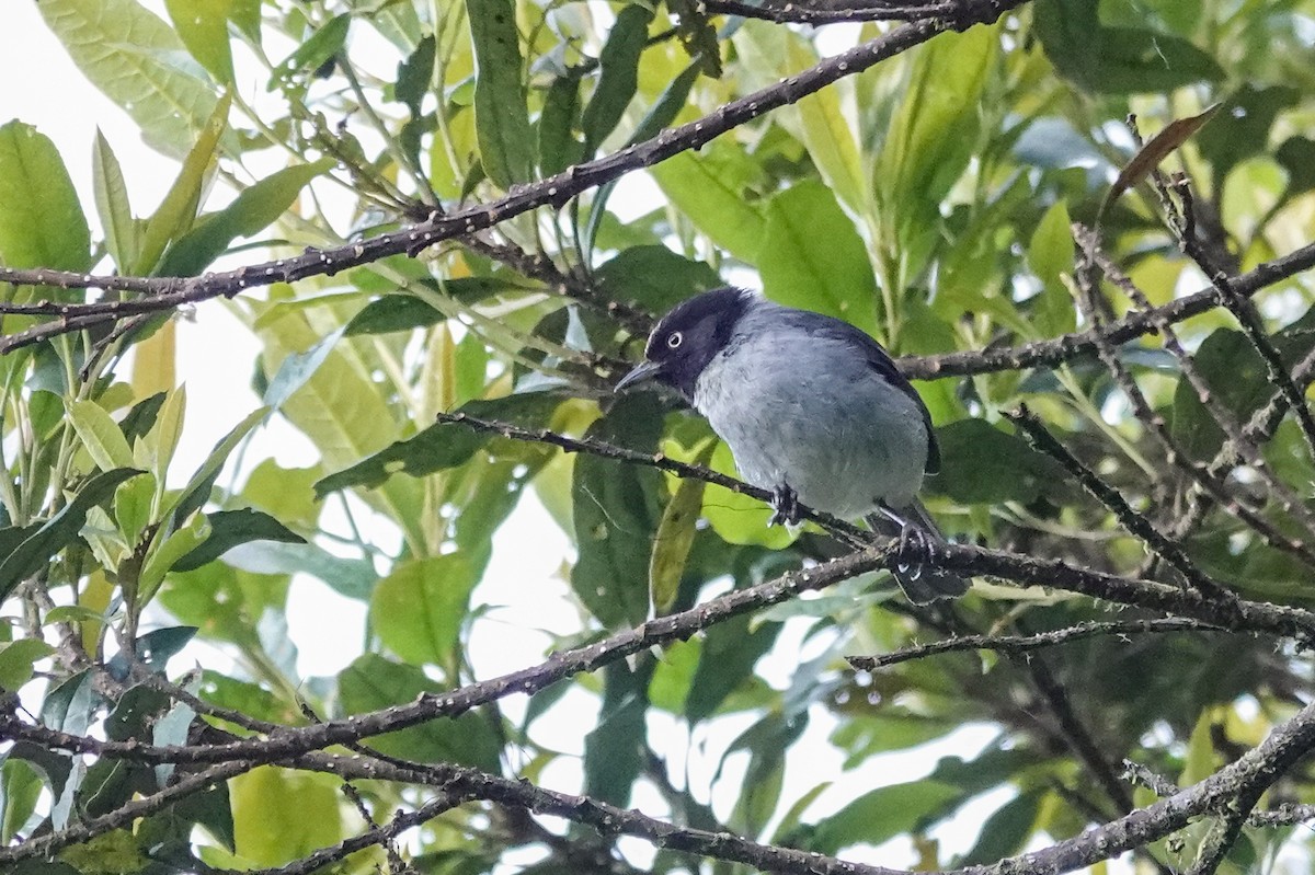 Black-headed Hemispingus - ML647716648