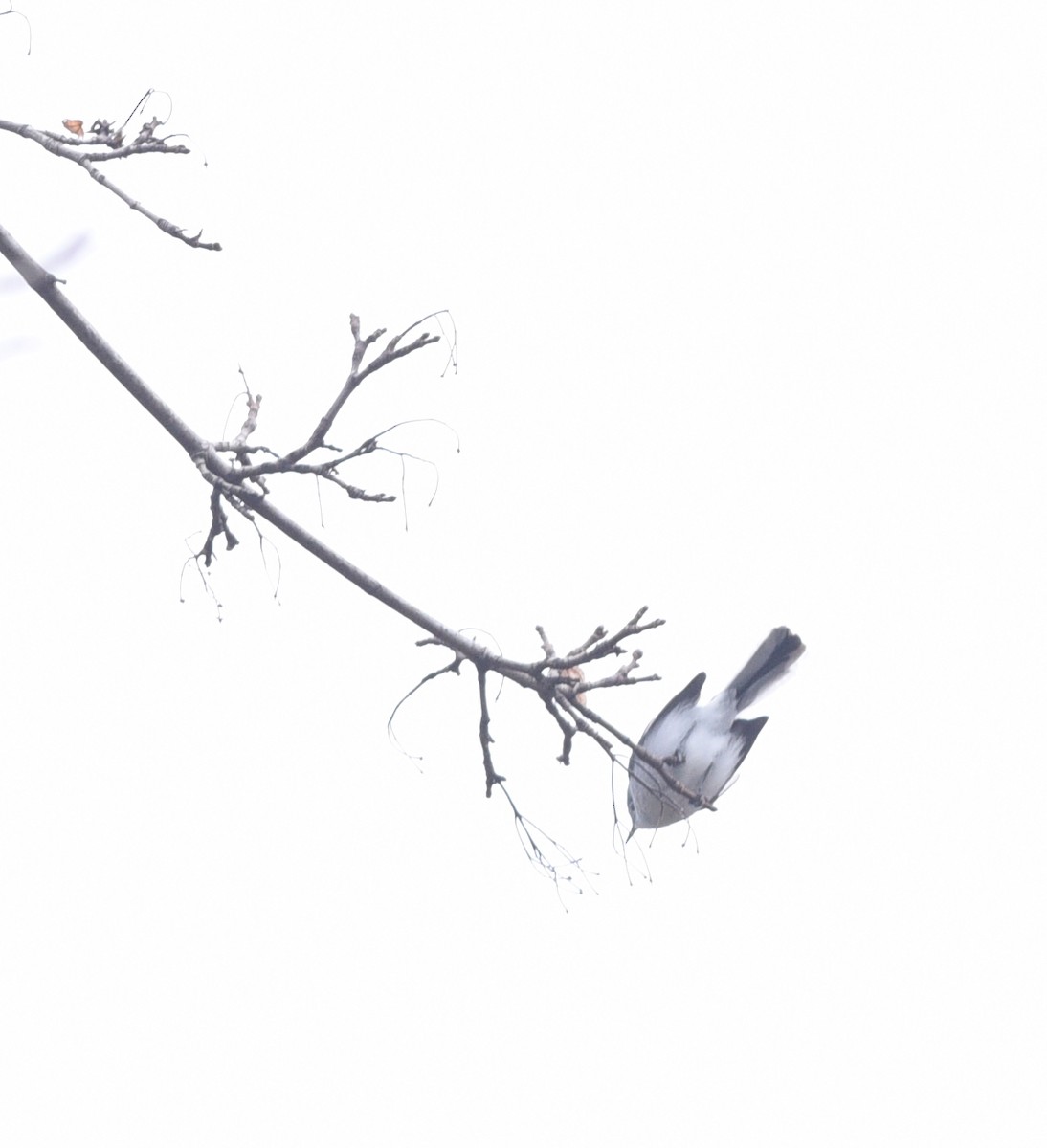 Голубая комароловка - ML647716650