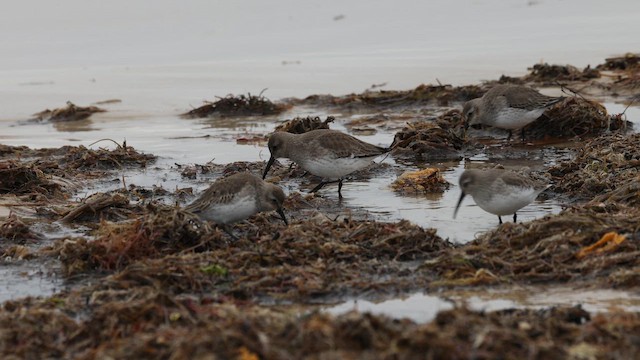 חופית אלפינית - ML647716673