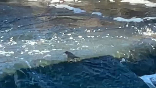 אמודאי אמריקני - ML647716674