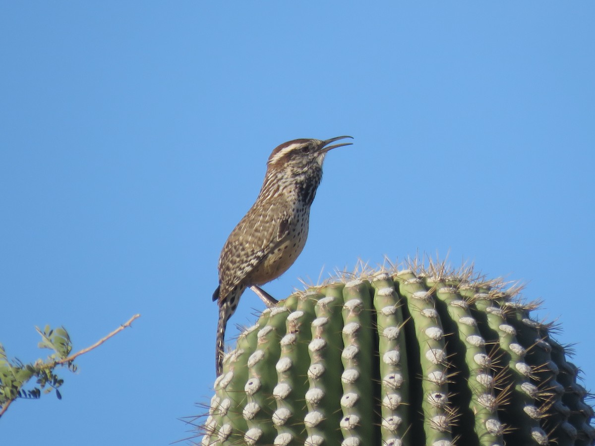 Cactus Wren - ML647716675