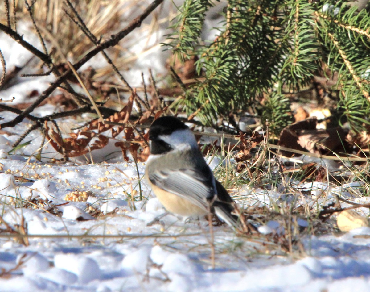 Black-capped Chickadee - ML647716680