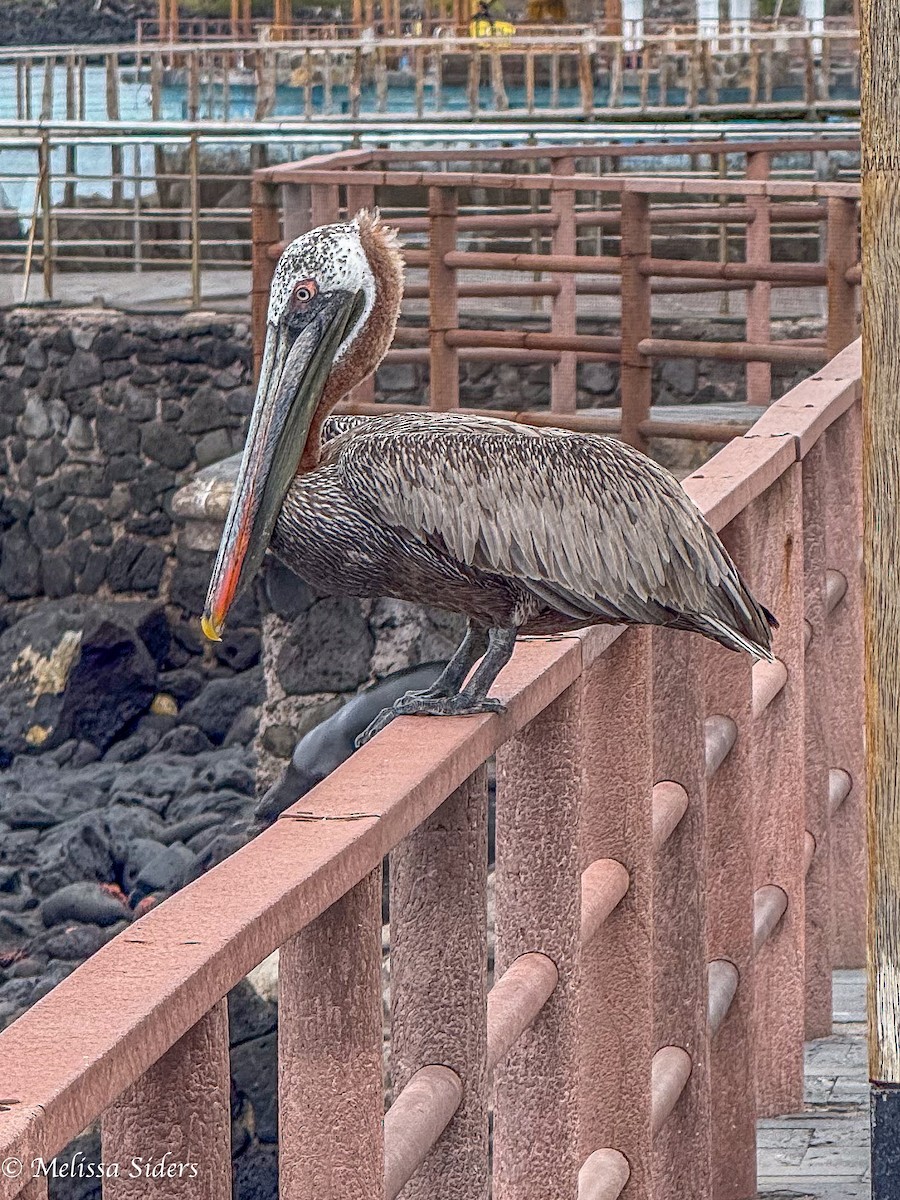 Brown Pelican - ML647716690
