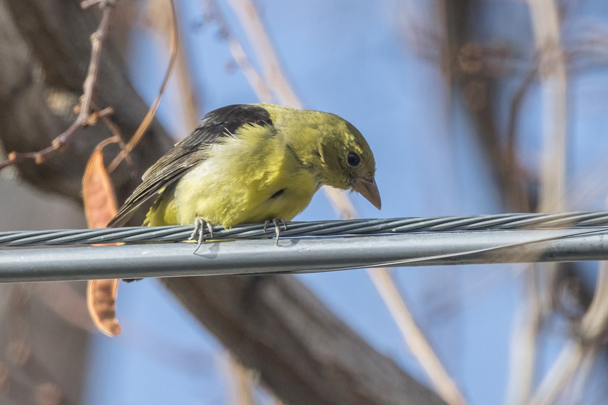 Scarlet Tanager - ML647716699