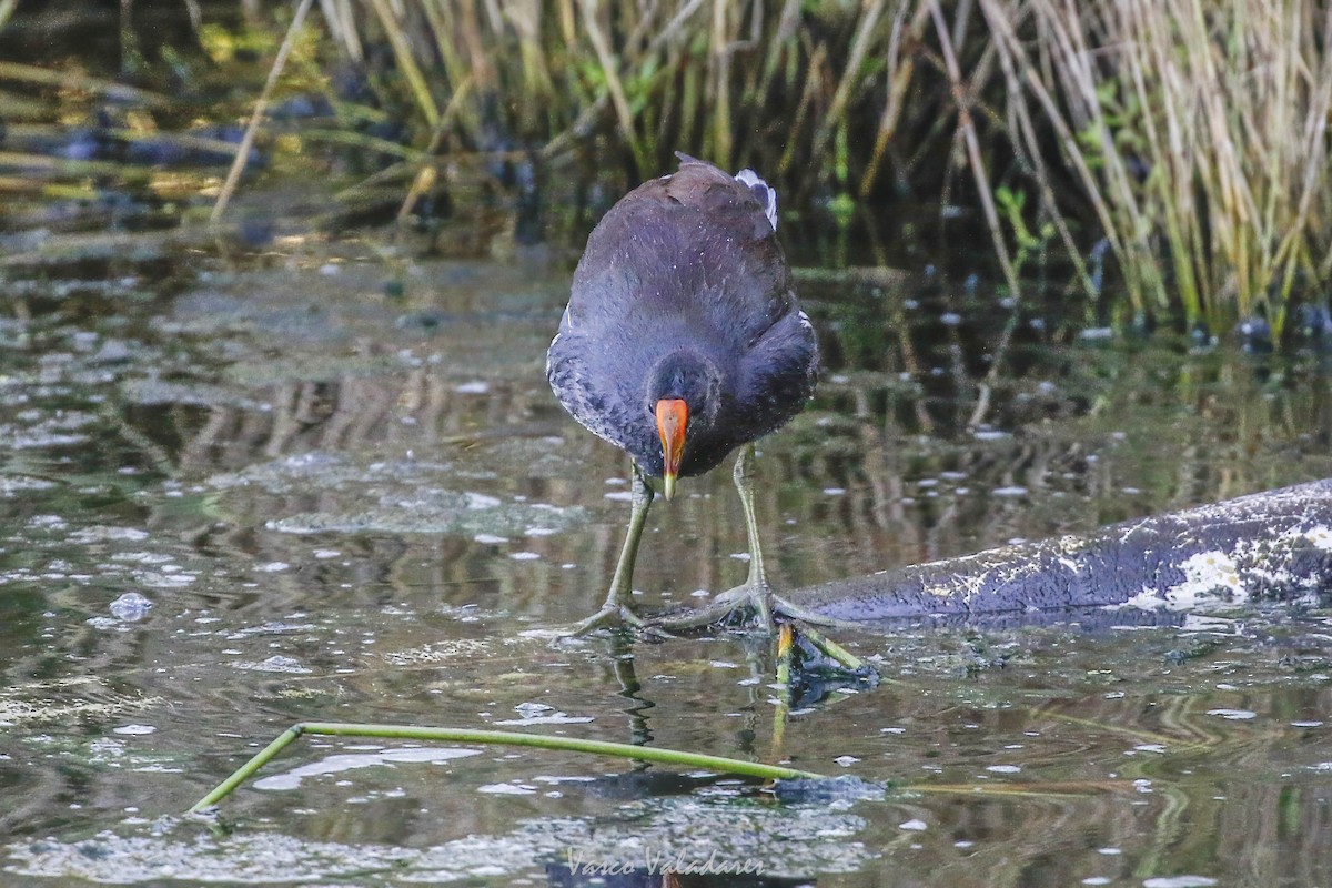 アメリカバン - ML647716729