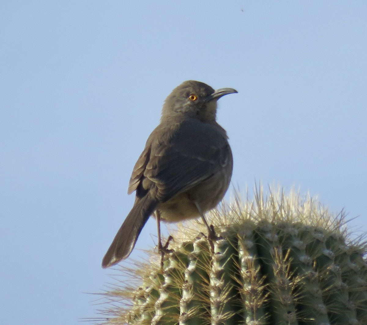 Curve-billed Thrasher - ML647716735