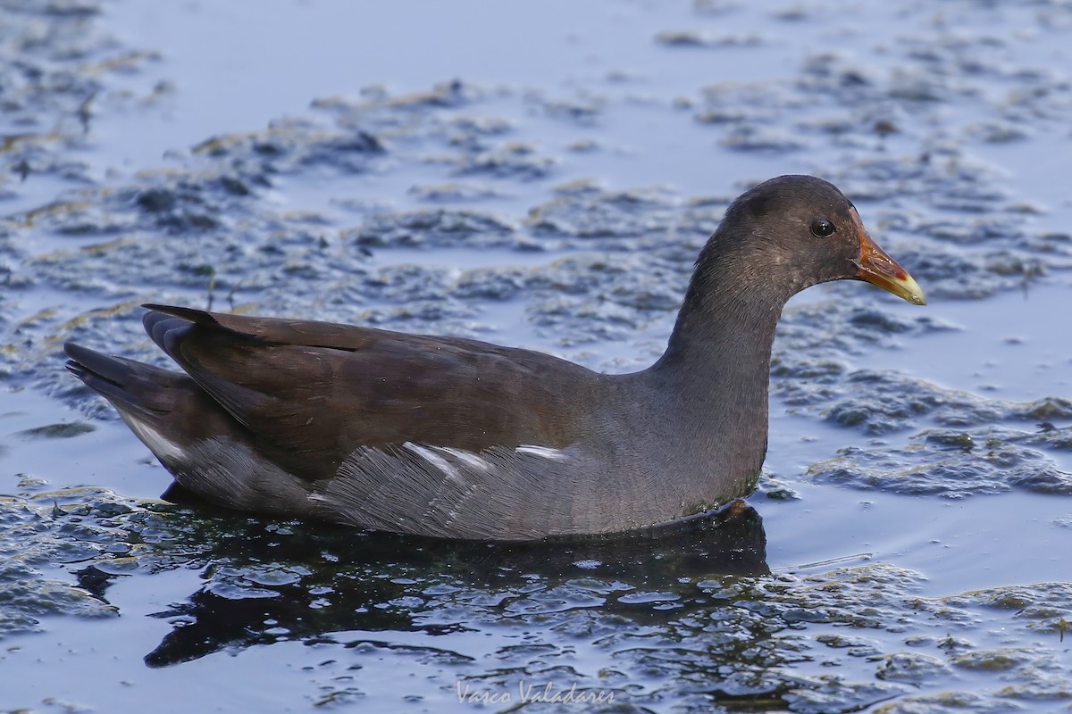 アメリカバン - ML647716740