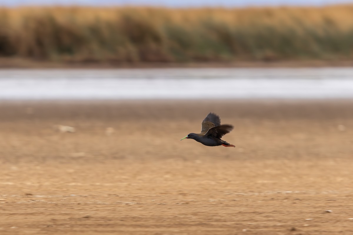 Kurşuni Sukılavuzu - ML647716761