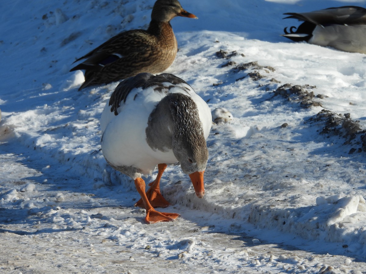 Oie cendrée (forme domestique) - ML647716776