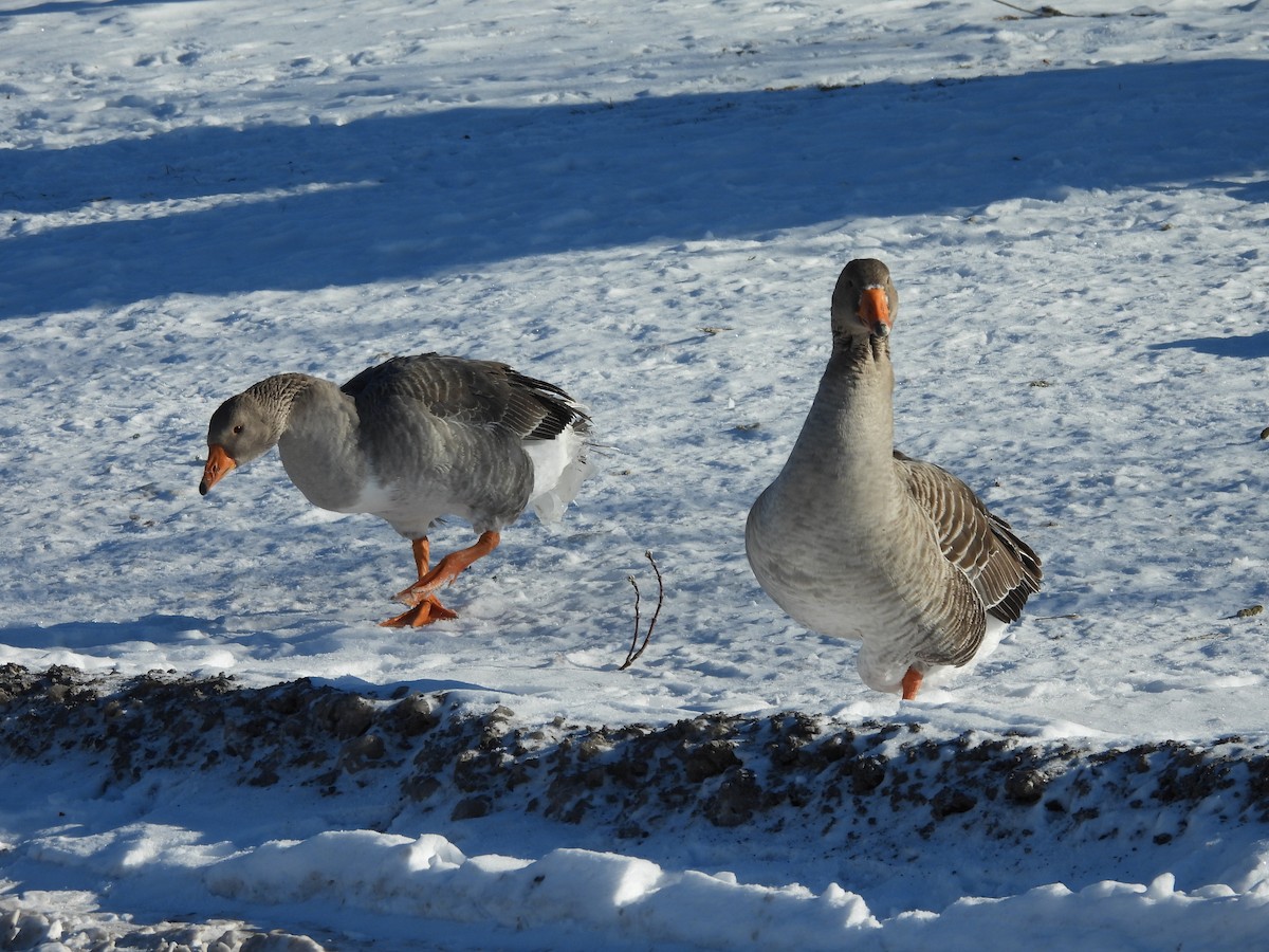 Oie cendrée (forme domestique) - ML647716777