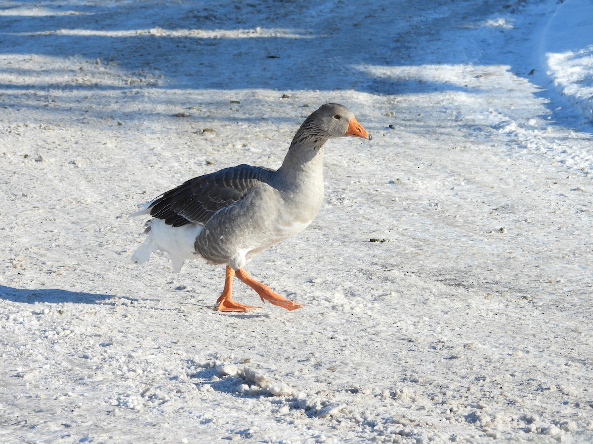 Oie cendrée (forme domestique) - ML647716778