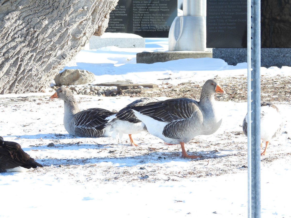 Oie cendrée (forme domestique) - ML647716779