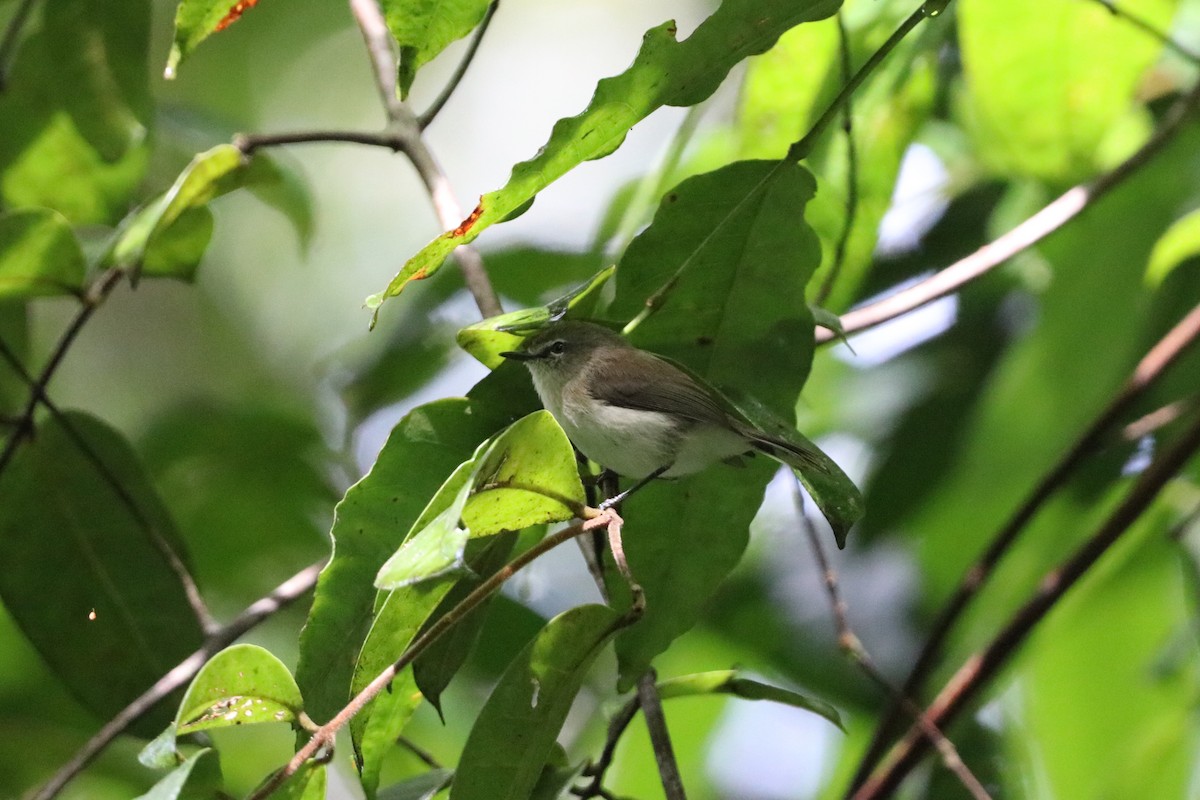 チャイロセンニョムシクイ - ML647716790