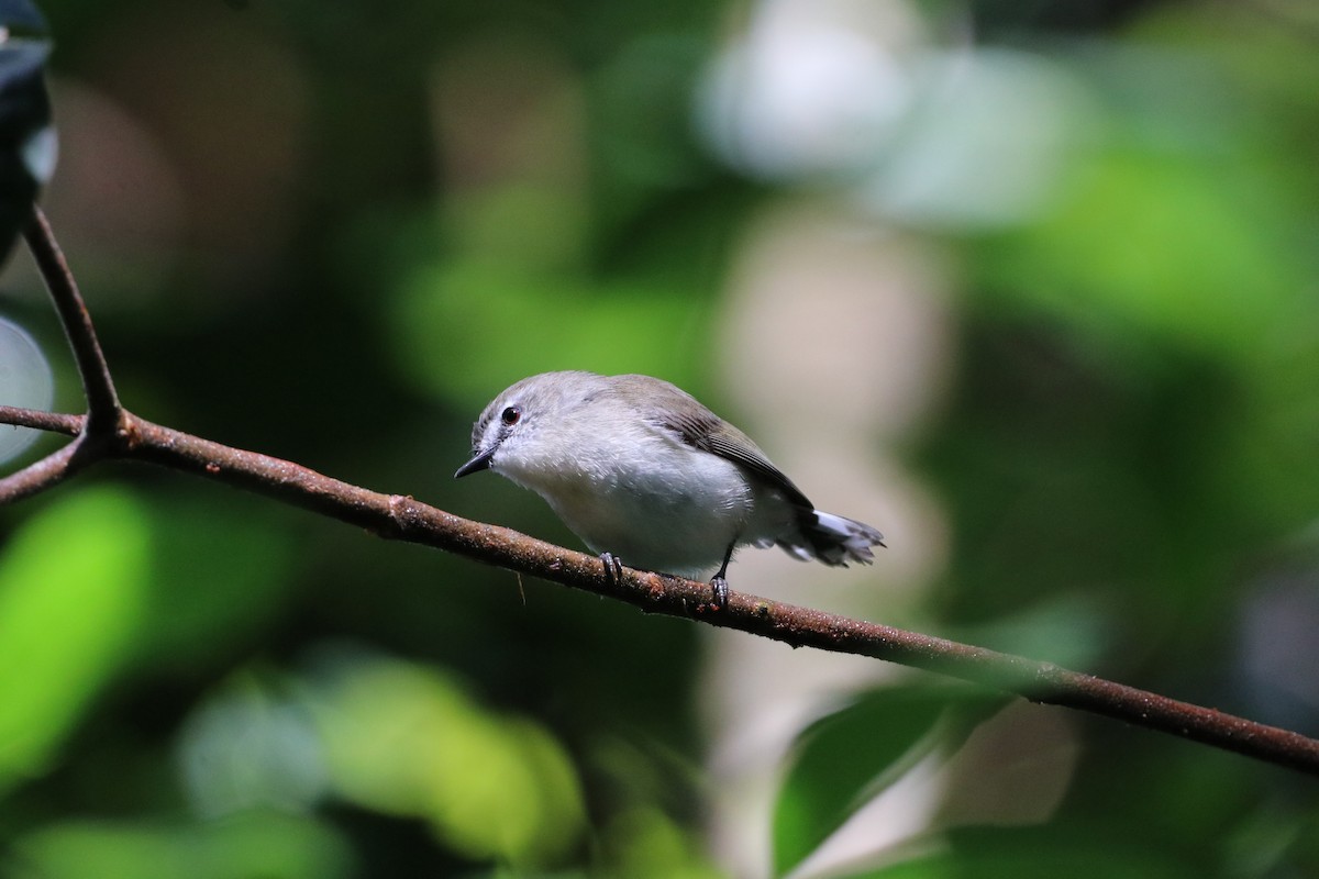 チャイロセンニョムシクイ - ML647716791