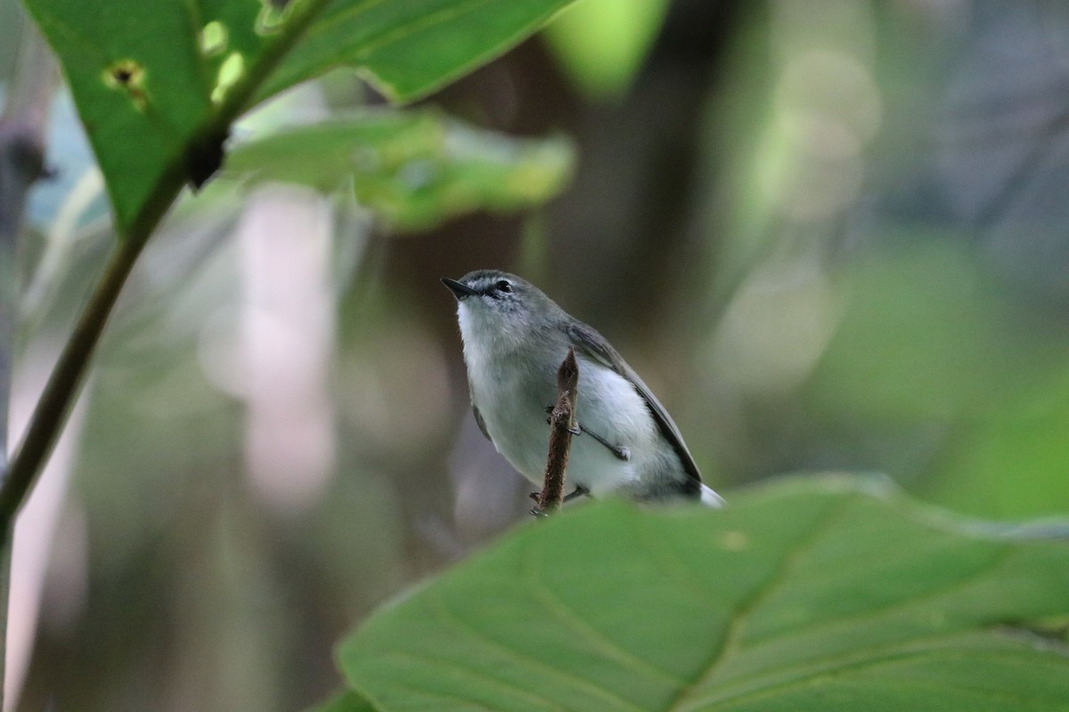 チャイロセンニョムシクイ - ML647716792