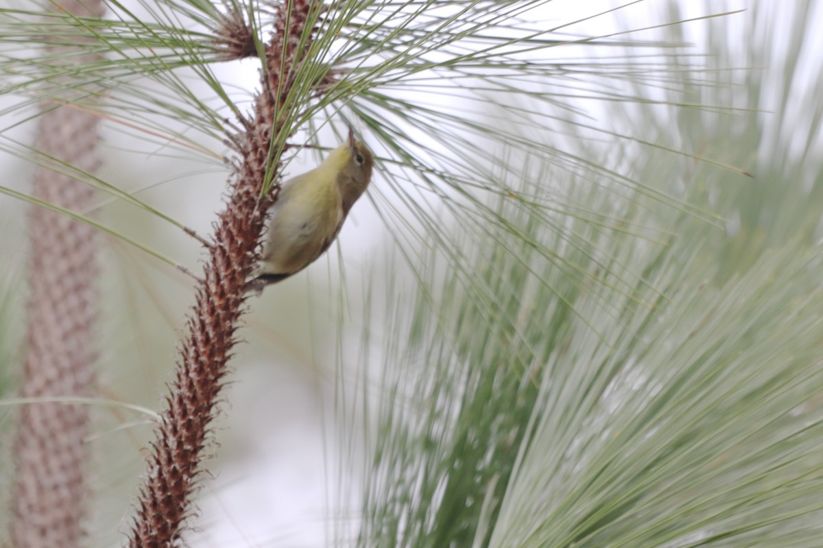 Kiefernwaldsänger - ML647716800