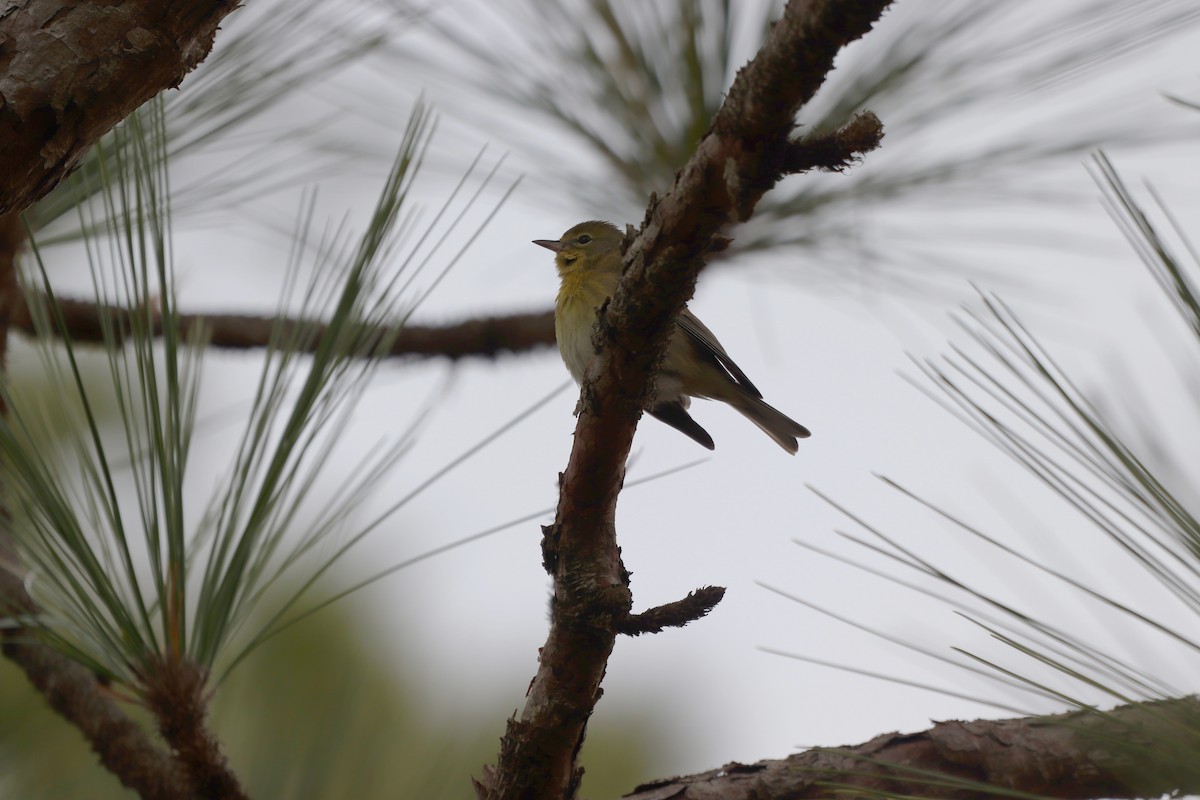 Kiefernwaldsänger - ML647716801