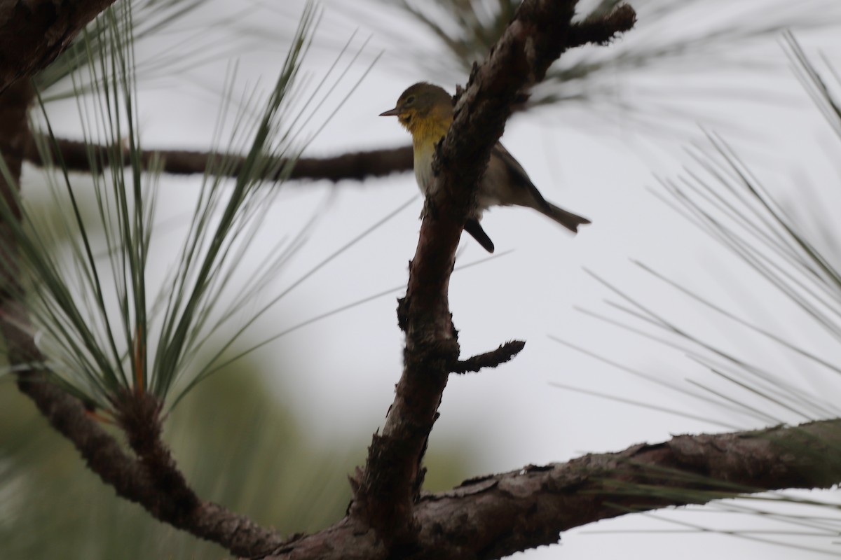 Kiefernwaldsänger - ML647716802