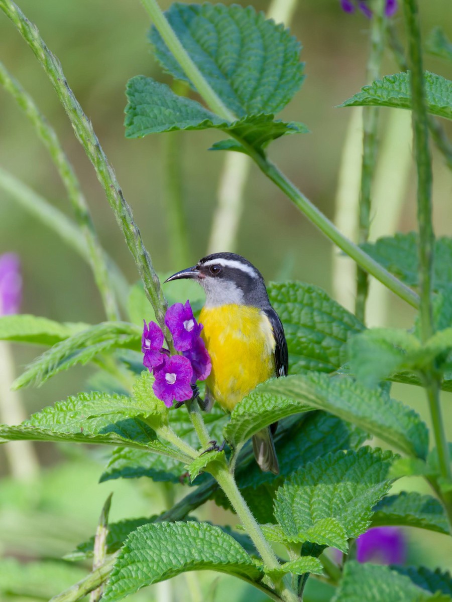 Bananaquit - ML647716803